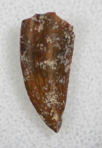 Serrated Raptor Tooth From Morocco - #13677